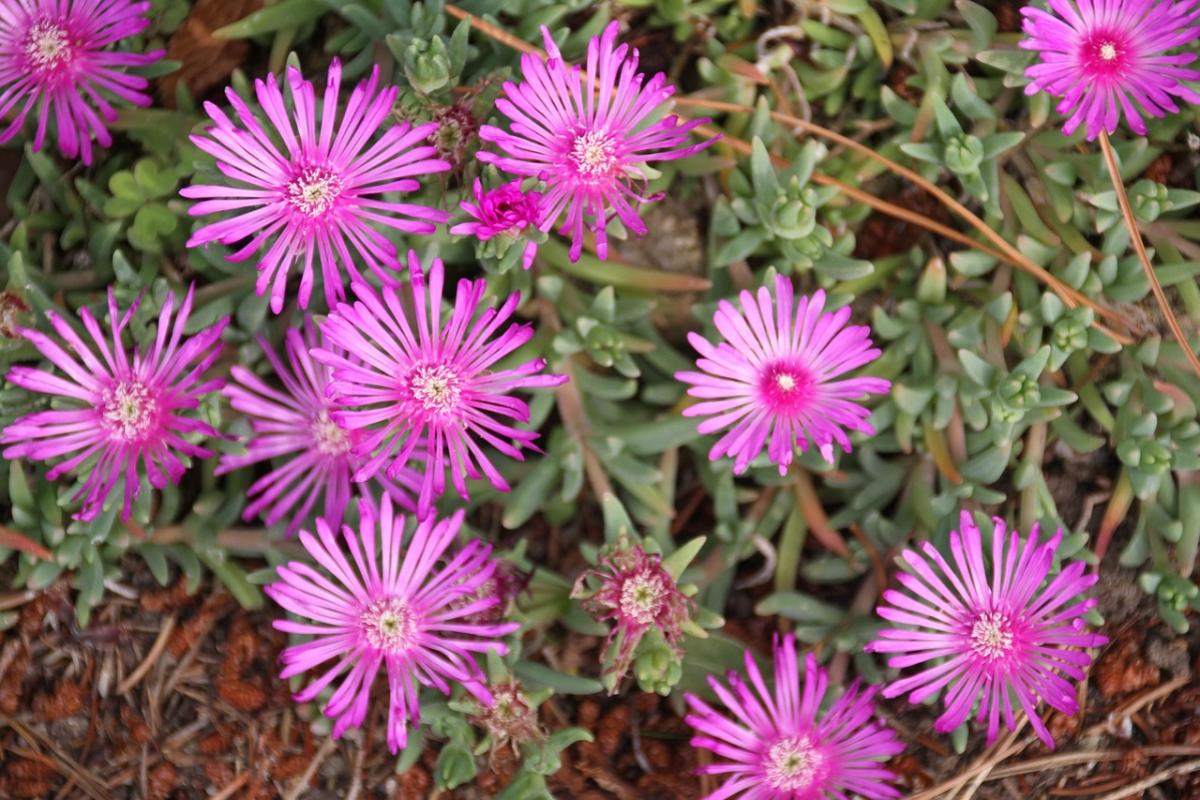 Kakšno cvetje posaditi na grob / foto pexels.com Kakšne rože posaditi na grob / foto pexels.com