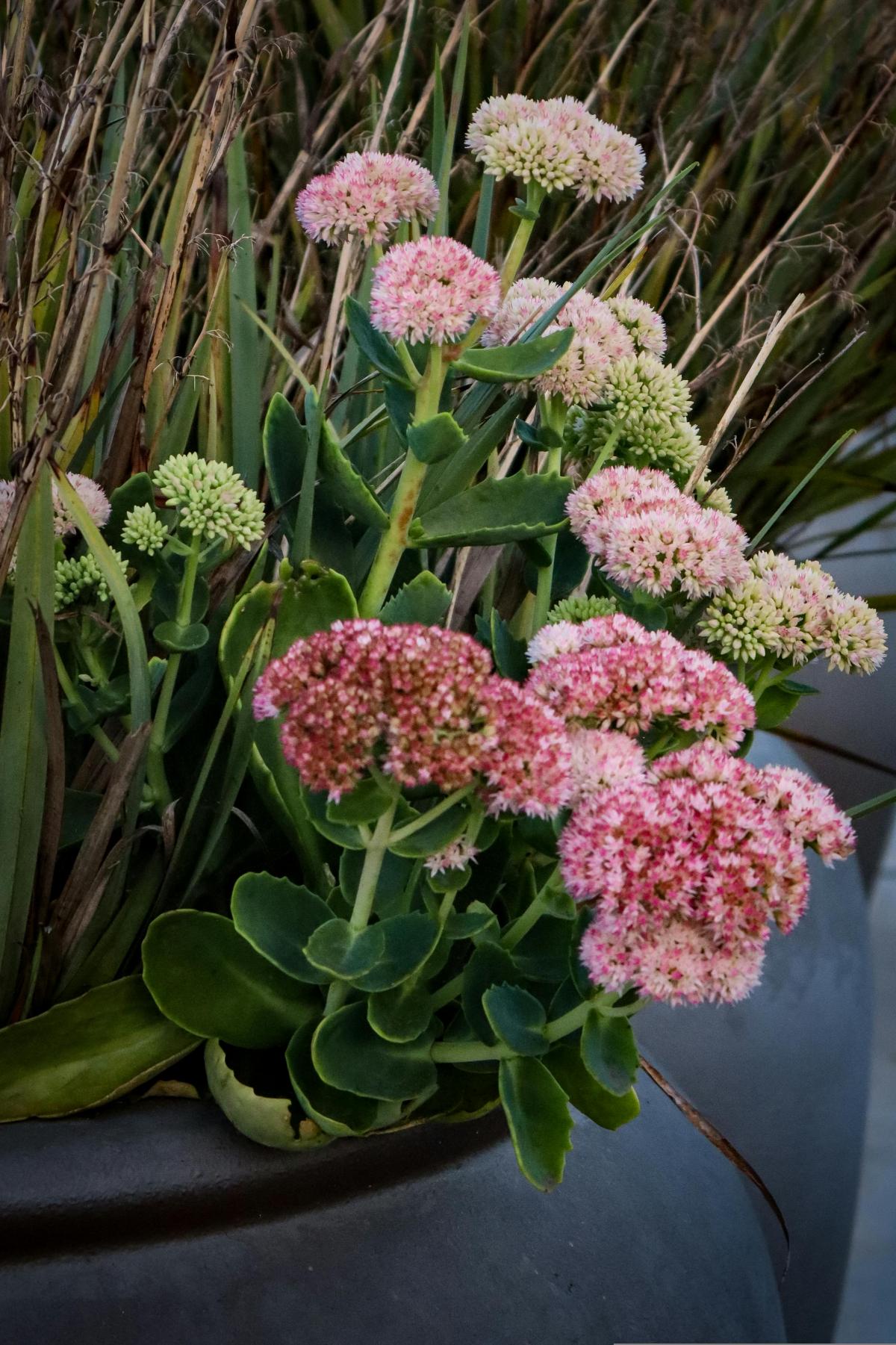 Kakšne rože posaditi na pokopališču, da bodo cvetele vse poletje / foto pexels.com Katere rože posaditi na pokopališču, da bodo cvetele vse poletje / foto pexels.com