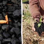4 nepričakovani načini uporabe oglja na vrtu 4 nepričakovani načini uporabe oglja na vrtu