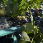 Borovnice prenesejo vsakršno zmrzal: vrtnar je razkril glavne skrivnosti jesenske nege Borovnice prenesejo vsakršno zmrzal: vrtnar je razkril glavne skrivnosti jesenske