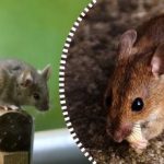 Če jim pustite en izdelek, da ga pojedo, se podgane in miši razpršijo in izginejo za vedno. Če jim pustite en izdelek, da ga pojedo, se podgane