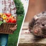 Če posadite teh 7 rastlin, podgane sploh ne bodo vstopile na parcelo. Če posadite teh 7 rastlin, podgane sploh ne bodo vstopile