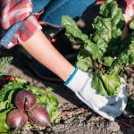 Česa ne smete gojiti na zelenjavnem vrtu: vrtnarji so poimenovali 5 problematičnih rastlin, ki jih je lažje kupiti Česa ne smete gojiti na zelenjavnem vrtu: vrtnarji so poimenovali