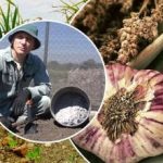 Česen bo rasel kot kvas: kako jeseni pripraviti postelje Česen bo rasel kot kvas: kako jeseni pripraviti postelje