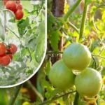 Dvesto gramov in so zreli: pridelovalka zelenjave deli dedkovo metodo brez kemikalij Dvesto gramov in so zreli: pridelovalka zelenjave deli dedkovo metodo