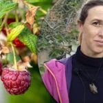 Ena žlica gnojila reši vse: kako jeseni posaditi maline za bogat pridelek Ena žlica gnojila reši vse: kako jeseni posaditi maline za