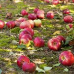 Gnila jabolka niso gnojilo: 4 razlogi, zakaj je treba pokvarjeno sadje odstraniti s tal Gnila jabolka niso gnojilo: 4 razlogi, zakaj je treba pokvarjeno