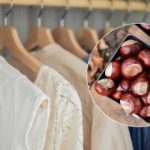 Izkušene gostiteljice pozivajo, naj v omaro dajo kostanj - zakaj je to potrebno Izkušene gostiteljice pozivajo, naj v omaro dajo kostanj – zakaj