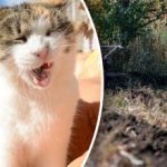 Kaj posaditi za zimo, da spomladi pridelamo prvi pridelek: najboljša zelenjava in zelišča Kaj posaditi za zimo, da spomladi pridelamo prvi pridelek: najboljša