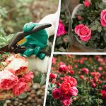 Kako iz ene vrtnice vzgojiti celotno gredico: metoda, ki bo uspešna tudi za začetnike Kako iz ene vrtnice vzgojiti celotno gredico: metoda, ki bo