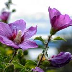 Kako pravilno obrezati hibiskus za bujen grm Kako pravilno obrezati hibiskus za bujen grm