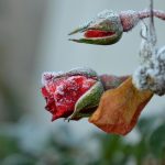 Kako pravilno obrezati vrtnice, da bodo preživele zimo: strokovnjak daje pomembne nasvete Kako pravilno obrezati vrtnice, da bodo preživele zimo: strokovnjak daje