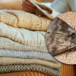 Kako se znebiti moljev v omarah: samo ena rastlina vam lahko pomaga pozabiti na škodljivce Kako se znebiti moljev v omarah: samo ena rastlina vam