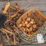 Kako shraniti čebulice tulipanov pozimi: ali jih lahko postavite v hladilnik Kako shraniti čebulice tulipanov pozimi: ali jih lahko postavite v