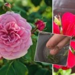 Kako ukoreniniti vse potaknjence v enem dnevu: vrtnar poimenoval stoodstotno metodo Kako ukoreniniti vse potaknjence v enem dnevu: vrtnar poimenoval stoodstotno