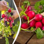 Kako v 25 dneh vzgojiti redkvice v stanovanju: izkušeni vrtnarji delijo svoje nasvete Kako v 25 dneh vzgojiti redkvice v stanovanju: izkušeni vrtnarji