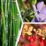 Katerih okrasnih rastlin je bolje ne saditi v bližini hiše: strokovnjaki so poimenovali 10 nezaželenih vrst Katerih okrasnih rastlin je bolje ne saditi v bližini hiše: