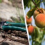 Kdaj je bolje obrezovati drevesa - jeseni ali spomladi: nasveti strokovnjakov Kdaj je bolje obrezovati drevesa – jeseni ali spomladi: nasveti