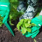 Kdaj posaditi jagode jeseni, da spomladi poberete vedra jagod: pomembna pravila Kdaj posaditi jagode jeseni, da spomladi poberete vedra jagod: pomembna