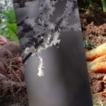 Korenje in rdeča pesa bosta prinesla obilen pridelek: zlati dnevi za zimsko setev Korenje in rdeča pesa bosta prinesla obilen pridelek: zlati dnevi