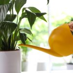 Mirna lilija bo nehala rumeneti in oživela v le nekaj urah: preizkušena metoda Mirna lilija bo nehala rumeneti in oživela v le nekaj