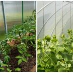 Rekordna letina bo presenetila celo sosede: kako hitro navlažiti zemljo v rastlinjaku Rekordna letina bo presenetila celo sosede: kako hitro navlažiti zemljo