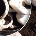 Šampinjone lahko gojite tudi v stanovanju: kaj potrebujete v ta