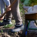 Setevni koledar za september 2025: kaj storiti na vrtu in na zelenjavnem vrtu Setevni koledar za september 2025: kaj storiti na vrtu in