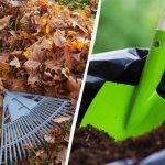 Skrivnost izkušenih vrtnarjev: kako iz odpadlega listja v dveh mesecih pripraviti gnojilo Skrivnost izkušenih vrtnarjev: kako iz odpadlega listja v dveh mesecih