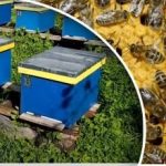 Skrivnosti prezimovanja čebel: čebelar povedal, kako pripraviti panj in ne izgubiti družine Skrivnosti prezimovanja čebel: čebelar povedal, kako pripraviti panj in ne