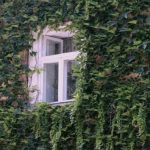 Strokovnjak je poimenoval "agresivne" rastline, ki jih ne smete saditi v bližini hiše Strokovnjak je poimenoval “agresivne” rastline, ki jih ne smete saditi