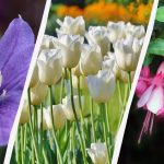 Strokovnjak našteva 7 rastlin, ki jih je to jesen vredno posaditi na vrtu Strokovnjak našteva 7 rastlin, ki jih je to jesen vredno