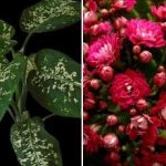 Tri sobne rastline, ki v vaš dom privabljajo škodljivce Tri sobne rastline, ki v vaš dom privabljajo škodljivce