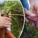 Ugodni dnevi: kdaj kopati korenje in rdečo peso po luninem koledarju 2025 Ugodni dnevi: kdaj kopati korenje in rdečo peso po luninem