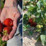 Zakaj je jagode bolje saditi jeseni: določeni so idealni datumi sajenja Zakaj je jagode bolje saditi jeseni: določeni so idealni datumi