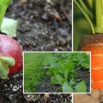 Zelenjavni vrt v septembru: kaj posejati, da boste uživali v