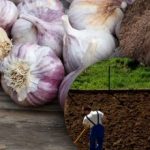 Zimski česen ga ne mara: vrtnar odkril skrivnost popolne postelje za zimo Zimski česen ga ne mara: vrtnar odkril skrivnost popolne postelje